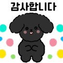 딩펫 펫살롱 고운점 이미지