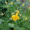 들꽃약국 이미지