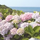 종달리수국길 이미지