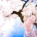 꽃이있는풍경 이미지