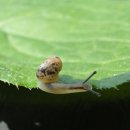 달팽이의하루 이미지