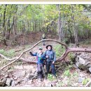 풍기인삼시장 이미지