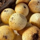 다니쉬