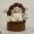 퍼피비스킷 | 퍼피비스킷 케이크 한눈에 보기🎂 (대구강아지케이크, 대구북구강아지케이크)