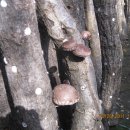 버섯의 귀족 참나무 생표고버섯 이미지