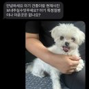 남현댕 애견미용 이미지