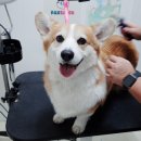 팍스도그트레이닝센터 이미지