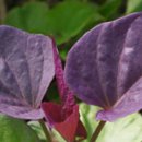 김성환 농장 이미지