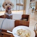 펫브런치 | 경주 강아지 동반 여행 추천 키녹 카페 스니프 브런치 맛집 펫파크 후기