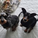 베르펫살롱 이미지