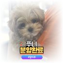 야옹아 멍멍해봐 계림점 이미지