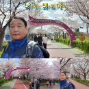 낙동제방 서부주유소 맞은편 | 벚꽃명소> 한국의 아름다운 길 100선에 선정된 15리 낙동제방 벚꽃길 따라 만개한 벚꽃터널 탐방...