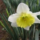 오늘 3월 1일의 꽃말은 -- 수선화( Narcissus ) -- 입니다 이미지