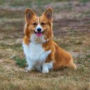 퐁실퐁실 이미지