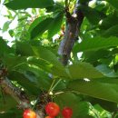 드림농장 이미지