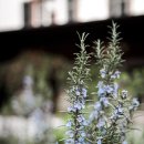 로즈마리 이미지