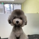 속초애견 더 이쁘개 이미지