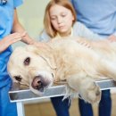 삼정동물병원 이미지