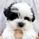 멍스타 김포강아지 분양 이미지