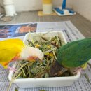 브리더스 퀄리티 이미지