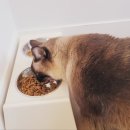 묘랑 고양이 전문호텔 이미지