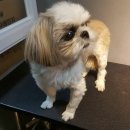 예뻐해줄개 이미지