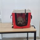 여주켄넬 이미지