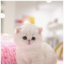 고양이샵 이미지