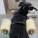 신탄진동물병원 이미지