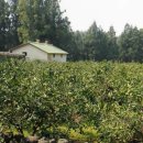 중문동-20 이미지