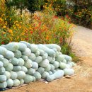 세포농장 이미지