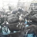 삼문농장 이미지