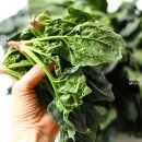 산촌농장(2) 네이버블로그