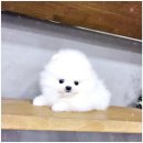 강아지분양 애견입양 아이러브독 인천점 이미지