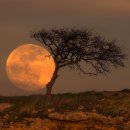 블루문(BlueMoon) 이미지