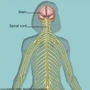신경통 (神經痛, neuralgia)---- 치료에 능숙한 한의사가 되어 성공하려면 정규대학교에 입학하십시오. www.scukorea.com 이미지