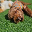 모모댕댕 이미지