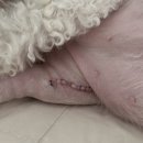 부산 리브동물의료센터 네이버블로그