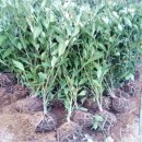 옥터농장 이미지