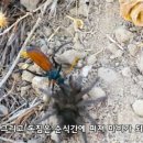 거대 말벌(타란튤라호크)한테 쏘여보았다(벌레주의, 존나큼) 이미지