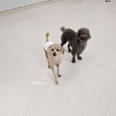 개와 집사의 시간 | 일산 애견유치원 / 일산애견호텔 개와 집사의 시간 5월22일