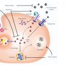 킬레이션 치료(Chelation Therapy)효능과 효과 그리고 참고 사항 이미지