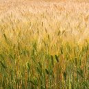 금오름 가는 길 이미지