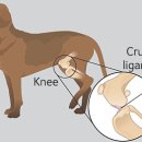 닥터펫동물의료센터 이미지