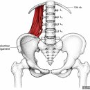 허리통증·디스크·측만증! 요방형근 Trigger Point 정확한 촉진법!!! 이미지