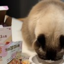 더 스튜 이미지