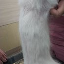 신탄진 동물병원 이미지