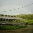 무지개 사슴농장 이미지