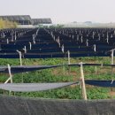 동성농장 이미지