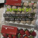 윈터스프링 | 청년농부가 키운 국산품종 흰딸기 윈터벨 후기｜프롬파머 하얀딸기로 크리스마스 홈파티 완성